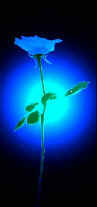 Bluerose.bmp (60498 bytes)